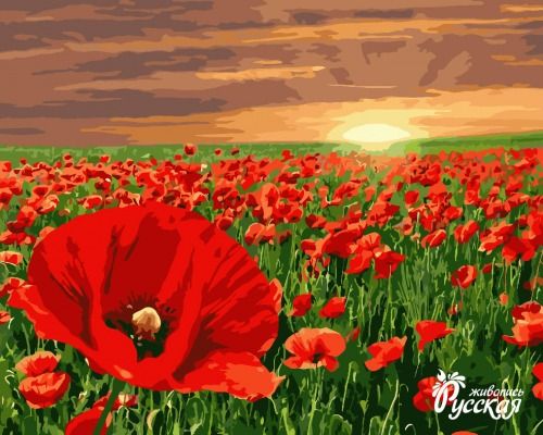 Картина по номерам 40х50 "Алые маки"