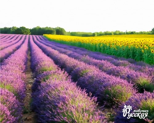 Картина по номерам 40х50 "Лавандовые поля"