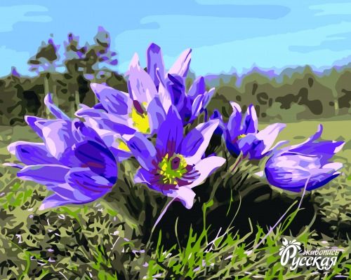 Картина по номерам 40х50 "Подснежники"